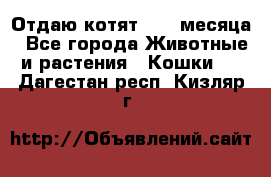 Отдаю котят. 1,5 месяца - Все города Животные и растения » Кошки   . Дагестан респ.,Кизляр г.